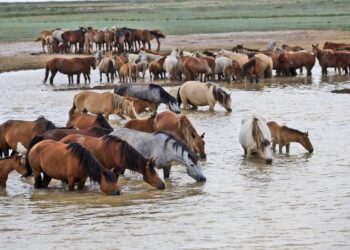 КЕЛЕС АУДАНЫНДАҒЫ ВЕТЕРИНАРЛАР ЖЫЛҚЫЛАРҒА АРНАЙЫ ЧИП ОРНАТУДА