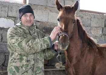 ТҮРКІСТАН: КЕНТАУДА МЕМЛЕКЕТТІК ҚОЛДАУМЕН МАЛ БОРДАҚЫЛАУ АЛАҢДАРЫ АРТЫП КЕЛЕДІ