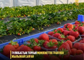 ТҮЛКІБАСТЫҚ ТҰРҒЫН МЕМЛЕКЕТТІК ГРАНТПЕН ЖЫЛЫЖАЙ САЛҒАН