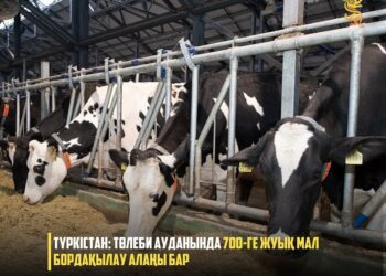 ТҮРКІСТАН: ТӨЛЕБИ АУДАНЫНДА 700-ГЕ ЖУЫҚ МАЛ БОРДАҚЫЛАУ АЛАҢЫ БАР
