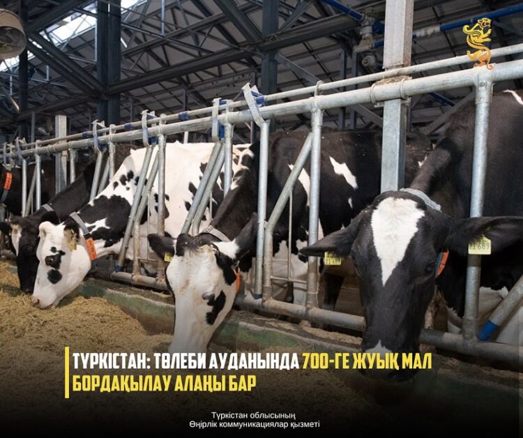 ТҮРКІСТАН: ТӨЛЕБИ АУДАНЫНДА 700-ГЕ ЖУЫҚ МАЛ БОРДАҚЫЛАУ АЛАҢЫ БАР