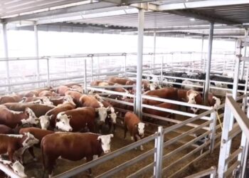 ТҮРКІСТАН: САЙРАМ АУДАНЫНДА ЗАМАНАУИ МАЛ БИРЖАСЫ АШЫЛАДЫ