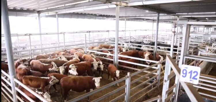 ТҮРКІСТАН: САЙРАМ АУДАНЫНДА ЗАМАНАУИ МАЛ БИРЖАСЫ АШЫЛАДЫ