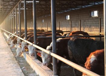 ТҮРКІСТАН: САУРАНДА 5000 БАСҚА АРНАЛҒАН МАЛ БОРДАҚЫЛАУ АЛАҢЫ ІСКЕ ҚОСЫЛДЫ