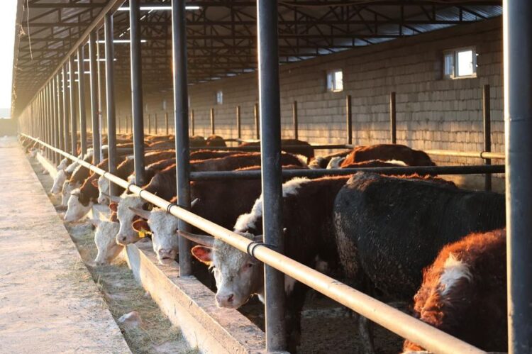 ТҮРКІСТАН: САУРАНДА 5000 БАСҚА АРНАЛҒАН МАЛ БОРДАҚЫЛАУ АЛАҢЫ ІСКЕ ҚОСЫЛДЫ