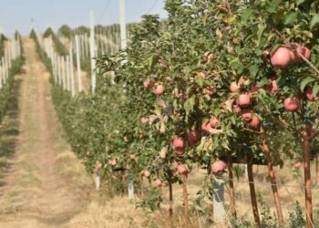 ТҮРКІСТАН: CАУРАНДА КӨКӨНІС ӨҢДЕУ ЦЕХЫ ЖЫЛЫНА 7 МЫҢ ТОННАДАН АСТАМ ӨНІМ ДАЙЫНДАЙДЫ