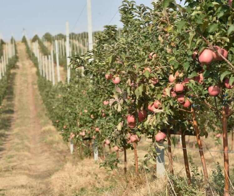 ТҮРКІСТАН: CАУРАНДА КӨКӨНІС ӨҢДЕУ ЦЕХЫ ЖЫЛЫНА 7 МЫҢ ТОННАДАН АСТАМ ӨНІМ ДАЙЫНДАЙДЫ