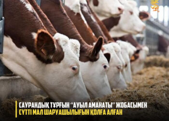 САУРАНДЫҚ ТҰРҒЫН “АУЫЛ АМАНАТЫ” ЖОБАСЫМЕН СҮТТІ МАЛ ШАРУАШЫЛЫҒЫН ҚОЛҒА АЛҒАН