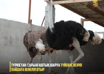 ТҮРКІСТАН: САРЫАҒАШТЫҚ ШАРУА ТҮЙЕҚҰС ӨСІРУМЕН АЙНАЛЫСАДЫ