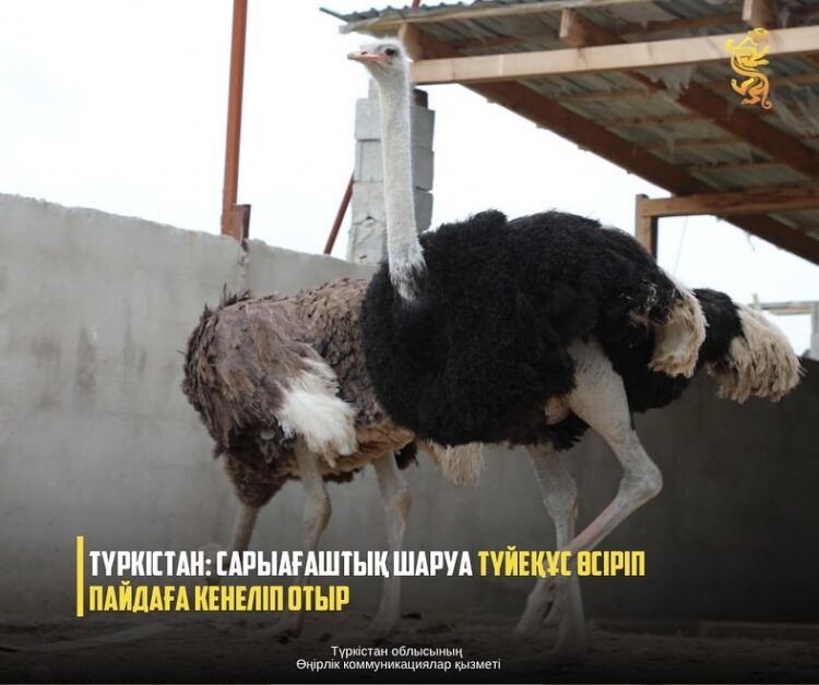 ТҮРКІСТАН: САРЫАҒАШТЫҚ ШАРУА ТҮЙЕҚҰС ӨСІРУМЕН АЙНАЛЫСАДЫ