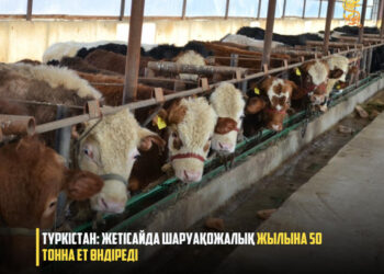 ТҮРКІСТАН: ЖЕТІСАЙДА ШАРУАҚОЖАЛЫҚ ЖЫЛЫНА 50 ТОННА ЕТ ӨНДІРЕДІ