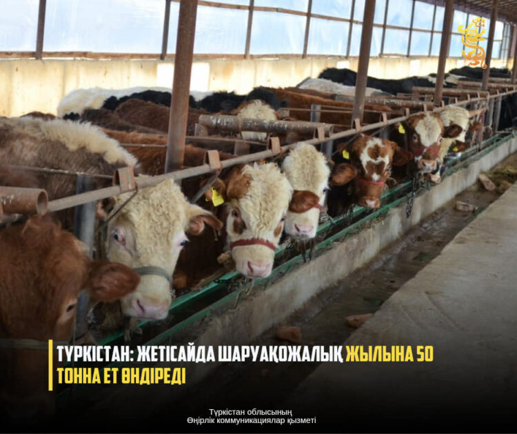 ТҮРКІСТАН: ЖЕТІСАЙДА ШАРУАҚОЖАЛЫҚ ЖЫЛЫНА 50 ТОННА ЕТ ӨНДІРЕДІ