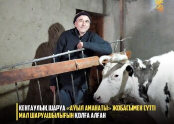 КЕНТАУЛЫҚ ШАРУА СҮТТІ БАҒЫТТАҒЫ МАЛ ШАРУАШЫЛЫҒЫМЕН АЙНАЛЫСАДЫ