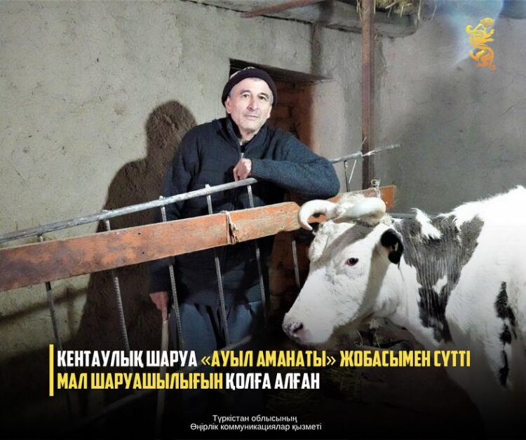 КЕНТАУЛЫҚ ШАРУА СҮТТІ БАҒЫТТАҒЫ МАЛ ШАРУАШЫЛЫҒЫМЕН АЙНАЛЫСАДЫ