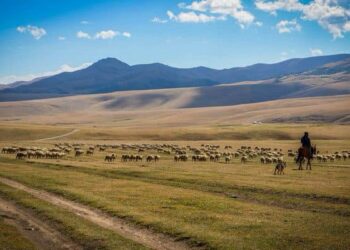 МАҚСАТҚА ҚАЙ ПАЙДАЛАНЫЛМАҒАН 330,7 ГЕКТАР ЖЕР МЕМЛЕКЕТ МЕНШІГІНЕ ҚАЙТАРЫЛДЫ