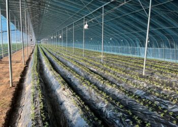 ТҮРКІСТАН ӨҢІРІ АУЫЛ ШАРУАШЫЛЫҒЫ САЛАСЫ БОЙЫНША КӨШ БАСЫНДА