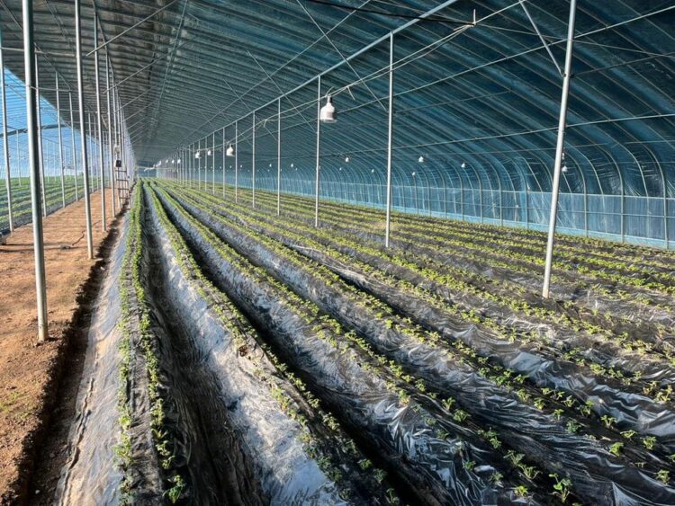 ТҮРКІСТАН ӨҢІРІ АУЫЛ ШАРУАШЫЛЫҒЫ САЛАСЫ БОЙЫНША КӨШ БАСЫНДА