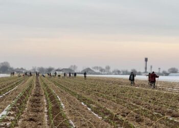 ТҮРКІСТАН: МАҚТААРАЛДА 200 ГЕКТАР АЛҚАПҚА ҚЫРЫҚҚАБАТ ЕГІЛДІ