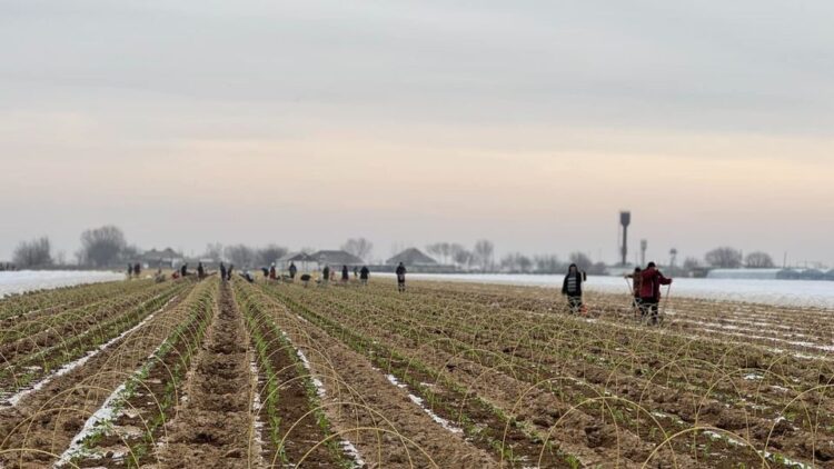 ТҮРКІСТАН: МАҚТААРАЛДА 200 ГЕКТАР АЛҚАПҚА ҚЫРЫҚҚАБАТ ЕГІЛДІ