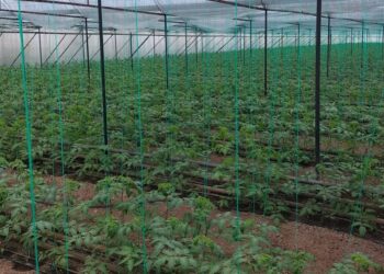 ТҮРКІСТАН: ҚАЗЫҒҰРТТЫҚ ШАРУА ЖЫЛЫЖАЙ ШАРУАШЫЛЫҒЫН ҚОЛҒА АЛҒАН