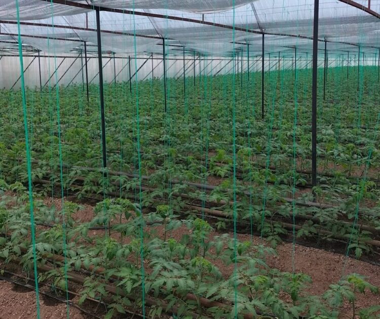 ТҮРКІСТАН: ҚАЗЫҒҰРТТЫҚ ШАРУА ЖЫЛЫЖАЙ ШАРУАШЫЛЫҒЫН ҚОЛҒА АЛҒАН