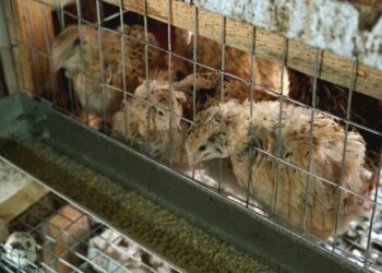 ТҮРКІСТАН: КЕЛЕСТІК ШАРУА КҮНІНЕ 3 МЫҢҒА ЖУЫҚ БӨДЕНЕ ЖҰМЫРТҚАСЫН САУДАЛАЙДЫ