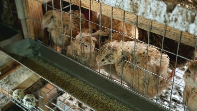 ТҮРКІСТАН: КЕЛЕСТІК ШАРУА КҮНІНЕ 3 МЫҢҒА ЖУЫҚ БӨДЕНЕ ЖҰМЫРТҚАСЫН САУДАЛАЙДЫ