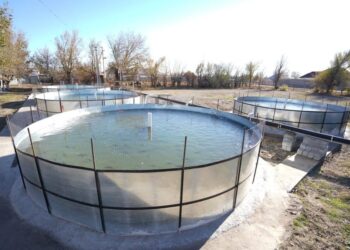 ТҮРКІСТАН ОБЛЫСЫНДА БАЛЫҚ ШАРУАШЫЛЫҒЫМЕН АЙНАЛЫСУШЫЛАР ҚАТАРЫ АРТЫП КЕЛЕДІ