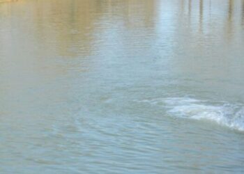 ТҮРКІСТАН: МАҚТАЛЫ ӨҢІРДЕ БАЛЫҚ ШАРУАШЫЛЫҒЫН ДАМЫТУҒА КҮШ САЛЫНУДА