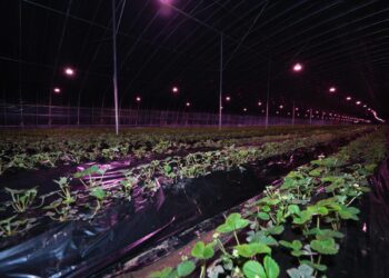 ТҮРКІСТАН: САУРАН АУДАНЫНДА КООПЕРАТИВ ТӘУЛІГІНЕ 2 ТОННА СҮТ ӨНІМІН ӨНДІРЕДІ