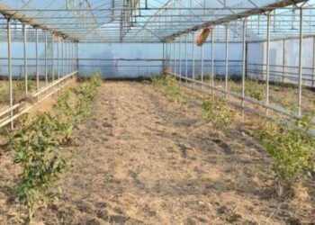 ТҮРКІСТАН: ЖЕТІСАЙ АУДАНЫНДА «БІР АЛҚАПТАН ЖЫЛЫНА 2-3 ӨНІМ АЛУ» ЖОБАСЫ СӘТТІ ЖҮЗЕГЕ АСЫП КЕЛЕДІ