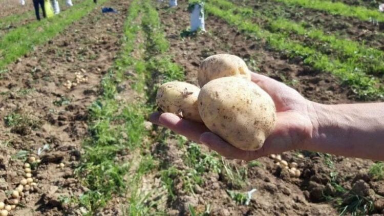 ТҮРКІСТАН: САРЫАҒАШ АУДАНЫНДА БАҚША ДАҚЫЛДАРЫН ЕГУ НАУҚАНЫ БАСТАЛДЫ