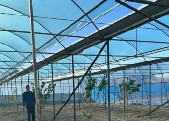 ТҮРКІСТАН: «АУЫЛ АМАНАТЫ» ЖОБАСЫМЕН КӘСІБІН АШЫП ЖАТҚАН ТҰРҒЫНДАР САНЫ АРТУДА