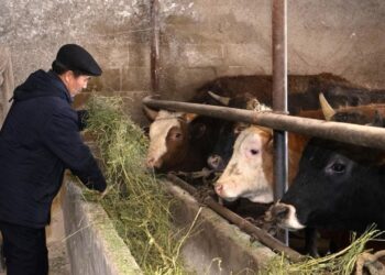 ОРДАБАСЫДА «АУЫЛ АМАНАТЫ» ЖОБАСЫМЕН КӘСІП БАСТАҒАНДАРДЫҢ САНЫ АРТУДА