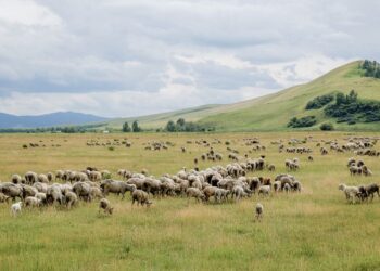 В ТУРКЕСТАНСКОЙ ОБЛАСТИ ПЛОЩАДЬ ПАСТБИЩ УВЕЛИЧИТСЯ НА 304 ТЫС. ГА
