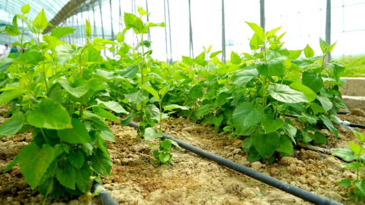 ТҮРКІСТАН ОБЛЫСЫНДАҒЫ ТҰҚЫМБАҚТАРДА 35 МИЛЛИОННАН АСТАМ АҒАШ КӨШЕТТЕРІ ӨСІРІЛІП ЖАТЫР