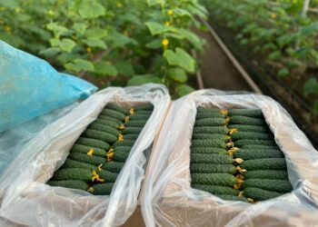 ОРДАБАСЫ АУДАНЫНДА БАЛЫҚ ШАРУАШЫЛЫҒЫМЕН АЙНАЛЫСУШЫЛАР САНЫ АРТЫП КЕЛЕДІ