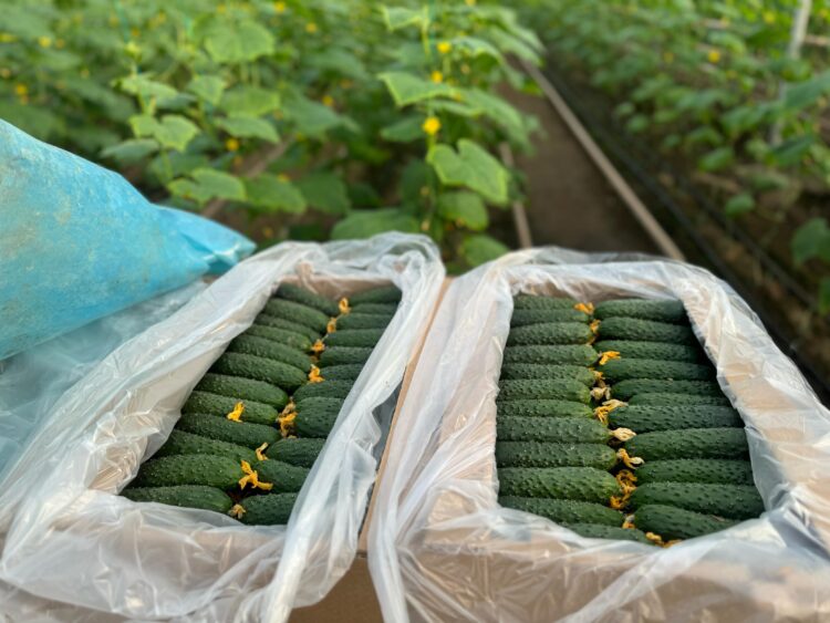 ОРДАБАСЫ АУДАНЫНДА БАЛЫҚ ШАРУАШЫЛЫҒЫМЕН АЙНАЛЫСУШЫЛАР САНЫ АРТЫП КЕЛЕДІ