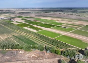 ТҮРКІСТАНДАҒЫ «ЖАСЫЛ БЕЛДЕУ» ЖАЙҚАЛЫП КЕЛЕДІ