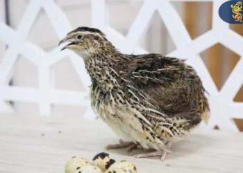 САРЫАҒАШТЫҚ ТҰРҒЫН ҚАЙТАРЫМСЫЗ ГРАНТПЕН БӨДЕНЕ ШАРУАШЫЛЫҒЫН ДАМЫТЫП ОТЫР