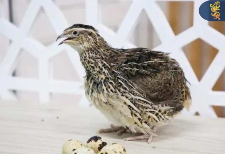 САРЫАҒАШТЫҚ ТҰРҒЫН ҚАЙТАРЫМСЫЗ ГРАНТПЕН БӨДЕНЕ ШАРУАШЫЛЫҒЫН ДАМЫТЫП ОТЫР