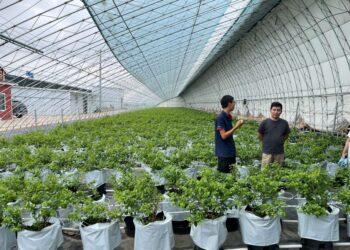 ТҮРКІСТАН ОБЛЫСЫНЫҢ ЖҰМЫСШЫ МАМАНДАР ДАЯРЛАЙТЫН КОЛЛЕДЖ ӨКІЛДЕРІ ҚЫТАЙДА ТӘЖІРИБЕ АЛМАСТЫ