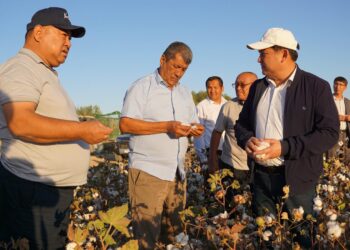 «РАМАЗАН-АГРО» ЖШС – МАҚТА ШАРУАШЫЛЫҒЫНЫҢ СЕНІМДІ ТІРЕГІ