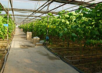 ҚОЛДАУ МЕН ТАБАНДЫЛЫҚ АРҚЫЛЫ ЖҮЗЕГЕ АСҚАН ТАБЫСТЫ ЖОБА