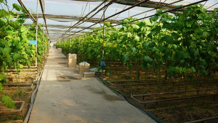 ҚОЛДАУ МЕН ТАБАНДЫЛЫҚ АРҚЫЛЫ ЖҮЗЕГЕ АСҚАН ТАБЫСТЫ ЖОБА