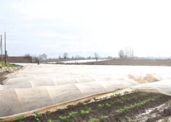 САРЫАҒАШТА КӨКТЕМГІ ДАЛА ЖҰМЫСТАРЫ БАСТАЛДЫ