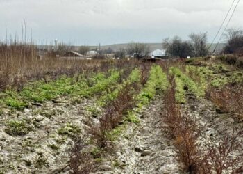 ТҮРКІСТАН ОБЛЫСЫ КӨШЕТ ӨНДІРУ МЕН АҒАШ ОТЫРҒЫЗУДА РЕСПУБЛИКАДА КӨШ БАСТАП ТҰР