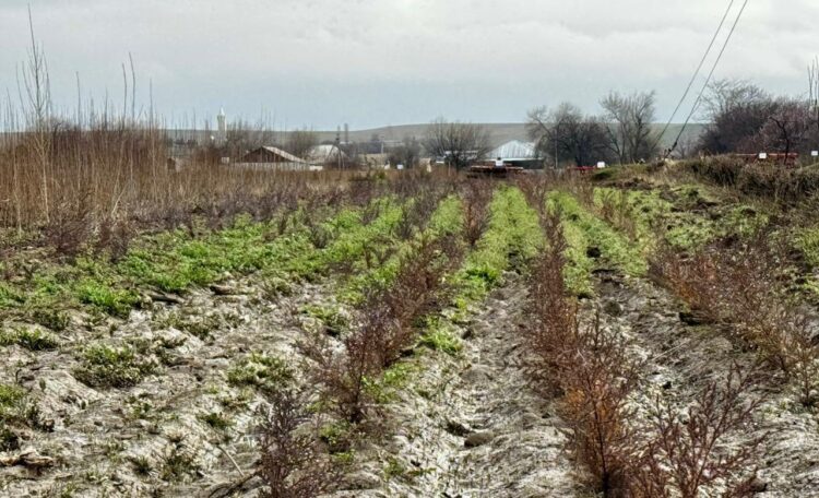 ТҮРКІСТАН ОБЛЫСЫ КӨШЕТ ӨНДІРУ МЕН АҒАШ ОТЫРҒЫЗУДА РЕСПУБЛИКАДА КӨШ БАСТАП ТҰР