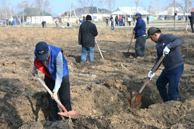 ТҮРКІСТАН: ЖЕТІСАЙДА БІР КҮНДЕ 5 МЫҢ ТҮП КӨШЕТ ОТЫРҒЫЗЫЛДЫ