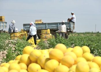 ТҮРКІСТАН: ЖЕТІСАЙДЫҢ АЛҒАШҚЫ ҚАУЫНДАРЫ РЕСЕЙГЕ ЖӨНЕЛТІЛІП ЖАТЫР